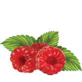 raspberry ketones